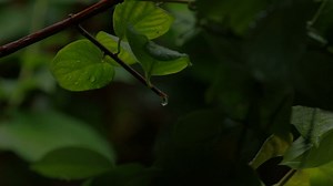 Rain dropping from a small branch - Free Stock Video