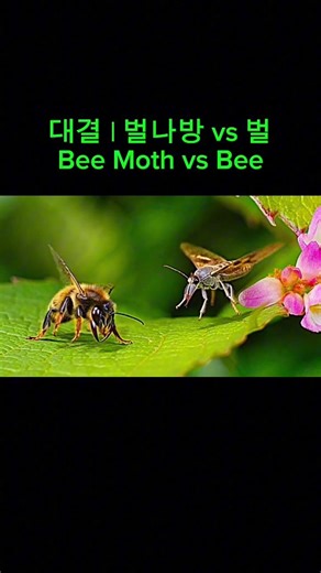 대결 | 벌나방 vs 벌Bee Moth vs Bee #곤충의세계 #곤충대결 #자연다큐