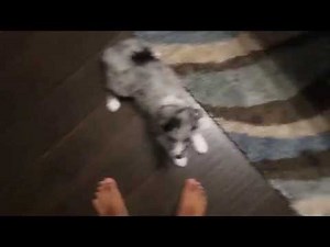 Australian Shepherd Puppy barking