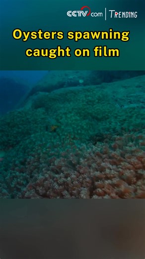 In coastal waters near Zhuhai, south China’s Guangdong Province, researchers have captured rare footage of oysters releasing eggs, shedding light on their reproductive behavior and ecological significance. #Trending | CCTV
