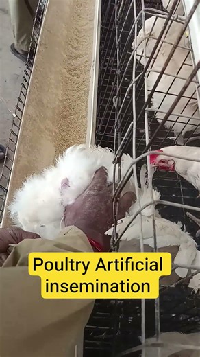 Poultry artificial insemination #poultryshortsvideo #poultryartificealinsemination #poultryAI