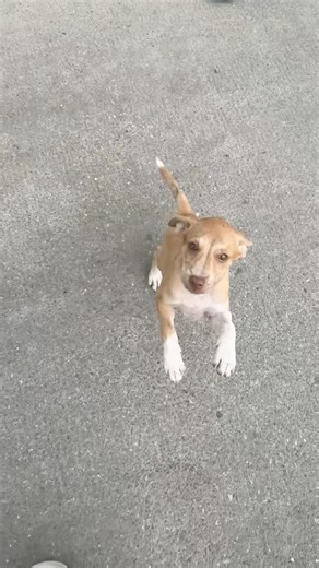 【🇵🇭】フィリピン留学、セブ島で突然懐いてきた野良の子犬ちゃん