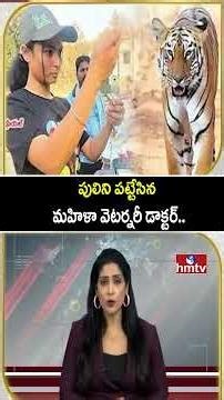 TO THE POINT : పులిని పట్టేసిన మహిళా వెటర్నరీ డాక్టర్.. | hmtv