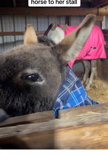 Petey the Seeing Eye Donkey Helps Luna the Blind Horse