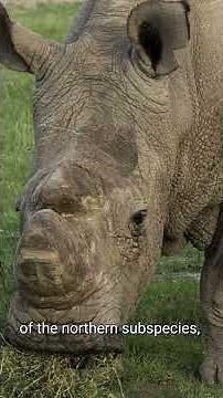 Meet the White Rhinoceros | Species 101