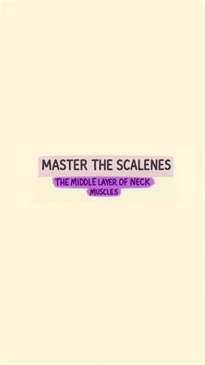 Dr. faiza khan on Instagram: "Neck Muscles – Part 2 Scalenes play a key role in cervical stability and breathing. When tight, they can cause Thoracic Outlet Syndrome, numbness, tingling, and radiating neck–arm pain. #Scalenes #AnteriorScalene #MiddleScalene #PosteriorScalene #ScaleneTightness #ScaleneSyndrome #ThoracicOutletSyndrome #NeckPain #CervicalRibSymptoms #NumbnessAndTingling #ShoulderArmPain #CervicalSpine #mbbs #dpt"