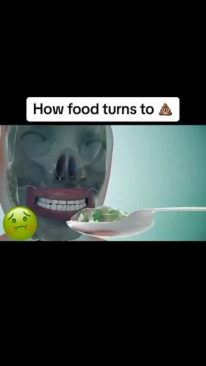 Understanding the Digestive Process: A Detailed Guide