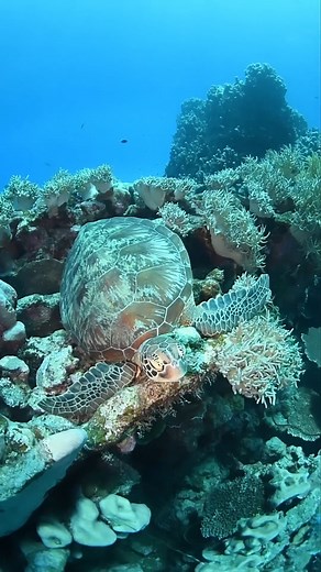 16K views · 1.1K reactions | Funny little turtle things. You can find turtles in all sorts of weird positions on the Great Barrier Reef. Upside down, wedged into small gaps, and even using corals as pillows. We always say 'don't touch the corals' but cute turtles like this one can get away with it.  www.instagram.com/dive_down_under | Master Reef Guides | Facebook