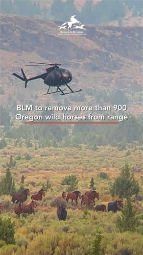 Oregon roundups begin - #wildhorses #savewild #publiclands #wildhorseconservation #animalwelfare