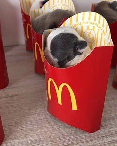 Anybody order 9 'Frenchie Fries' ❤️🍟 | Tyla