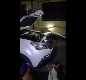 Python removed from engine of parked car in Thailand