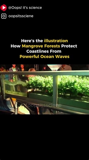 How Mangrove Forests Protect Coastlines From Powerful Ocean Waves #didyouknow #scienceshorts #fyp