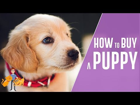 How to Buy a Puppy