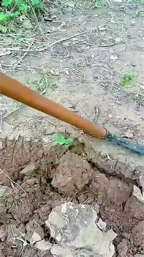 Leveling and loosening soil using a garden rake for planting preparation