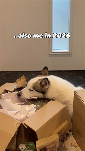 Ragnar & Giney Riley on Instagram: "The excitement when your subscription food arrives and you set about “unboxing it”.. verse the realisation you’ve bitten off more than you can chew! There is nothing that Ragnar loves more than his deliveries from @antlerchew and he always dives straight in! But he got a bit pooped ripping open all the cardboard! Needed a power nap and then back at it! 🐺🐾💯🎶📦🚚🏡🚶‍♀️🦌🛍️🛒 #ragnarthesiberianhusky #huskyindorset #piebaldhusky"