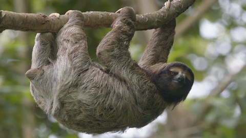 The Sloth: Intimate Footage of Nature's Slow-Moving Mammal