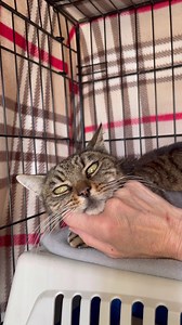 2K views · 455 reactions | We waited in vain for the ‘biopsy’ result...