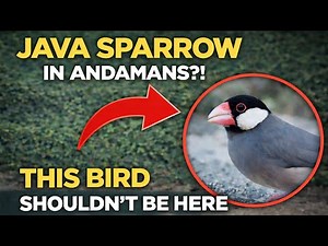 Rare Bird Sighting in India | Java Sparrow Found in North Andaman