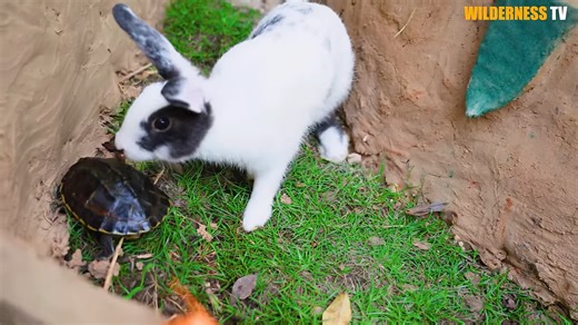 Helpless dog, scared rabbit, and lonely turtle rescued, then they built shelter for all