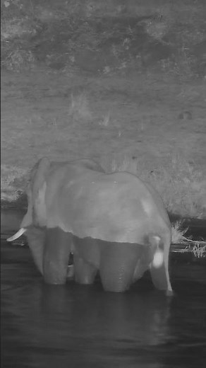 Elephant Poops In River
