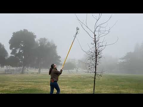 How to prune young trees for good structure