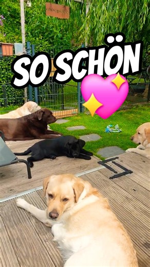 🤩💖 So schön ❤️🥰 Alle Labrador Damen relaxen zusammen. #labradorwelpen #hundewelpen #puppy #labrador