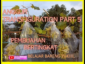 #Anggur Transfiguration, Anggur Transfiguration Part 5 Metode Pembuahan bertingkat.