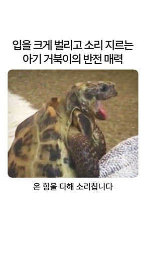 "대체 왜 저러는 걸까?" 온 힘을 다해 소리 지르는 아기 거북이 #거북이 #반려동물 #애완동물 #파충류 #희귀반려동물