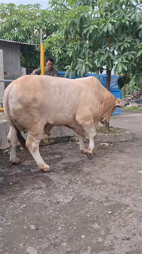 Sapi cross masuk kandang | Sapi bull