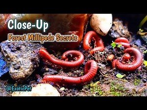 A close-up look at the unique forest millipede colonies #ForestMillipede #Myriapod #exoticpet
