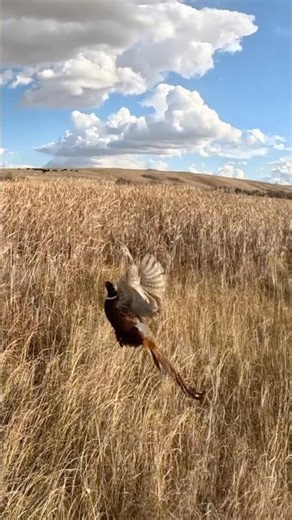 Rooster Pheasant flushing out of the tall grass! #pheasant hunting