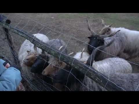 Rackacsemege. Racka 18.