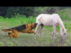 This Stupid Dog Attacked A Horse! Here's What Happened Next....