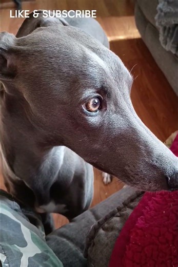 Dr. Steelington Edwards the 3rd. Eating kettle corn.