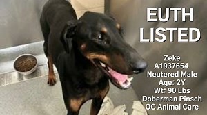 13K views | CODE RED-EUTH LISTED. Beautiful, 2 year old, Doberman...