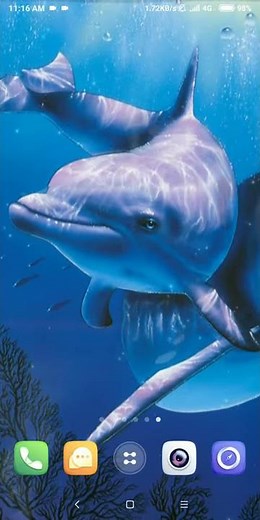 dolphin live wallpaper