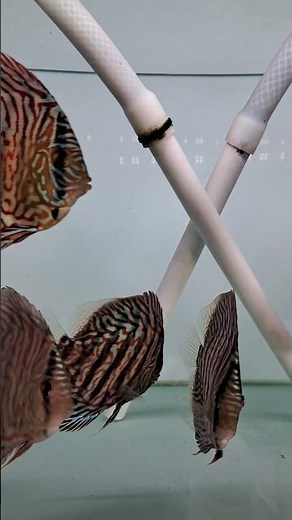 #ikandiscus #discusfish #discusfarm #discusfishtank #discusaquarium #discus #bursaikandiscus #shorts