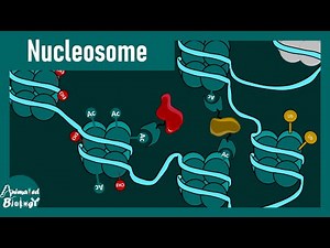 Nucleosome Explained in 5 Minutes | Chromatin Structure Made Easy | Molecular Biology