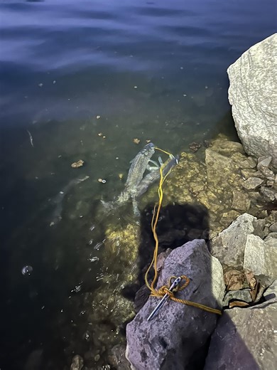 Bull Shoals Lake MO/AR Fishing | Caught my first walleye at upper end of bull shoals today and a 18 incher next cast was excited to see my first bull shoals walleye 24 inches | Facebook