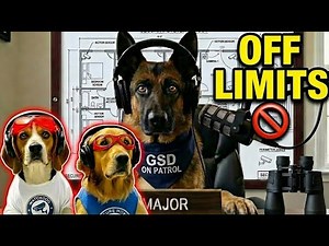 The German Shepherd Stare That Reads Your Criminal Record