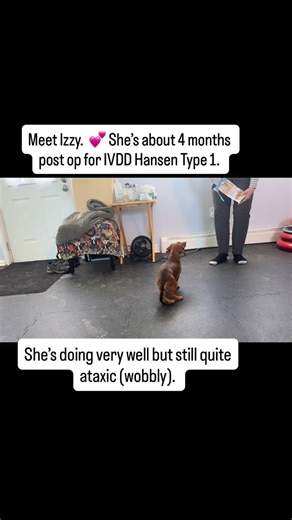 4 months post-op IVDD and still doing passive range of motion? 🤨 Do this instead! Supported standing turns bicycling into something more functional — weight through the limbs, nervous system engaged, building real strength for real life. Small shift. Big difference. 👉 Follow for more helpful tips. 💬 Share this with another pet parent rehabbing their pup. #IVDD #dogphysio #ivdd #StanDareToPost @stanforcreators | Sarah MacKeigan: Upward DOG: Rehab & Wellness
