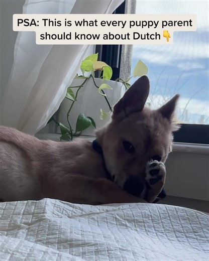 Want the best vet care for your pet? Here's why you need Dutch: ✨Unlimited vet calls starting at less than $10/month ✨ Licensed vets who can treat 150 conditions virtually ✨ Expert care & same-day appointments ✨ 600,000 members & tons of 5-star reviews Don't wait—sign up today! | Dutch