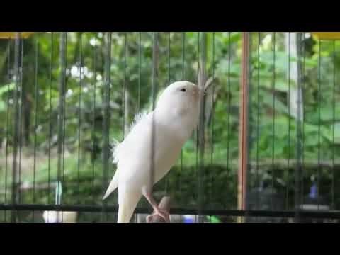 The Voice of Champions – Timbrado Canary Singing Practice