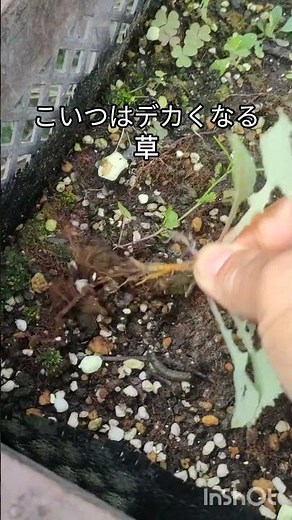 ブルーベリーコンテナ栽培10月フロリダローズとオニール育て