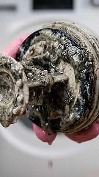 That “clean” washing machine might be dirtier than you think… 😳