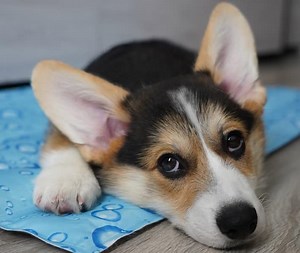 Does a Pet Cooling Mat Actually Work?