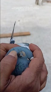Kind man helps dove in distress 🕊️