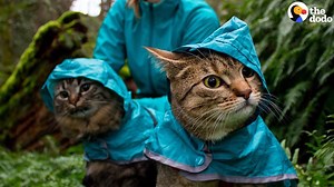 8.8M views · 11K reactions | These cats spend their weekends hiking, canoeing and camping — typical cat stuff  | The Dodo | Facebook