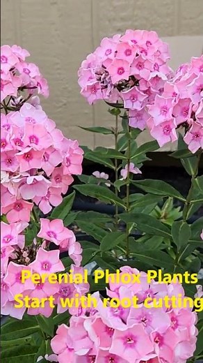 Phlox low maintenance perennial flower