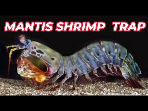 MANTIS SHRIMP TRAP - HOW TO BUILD - Step by Step Guide (in English)